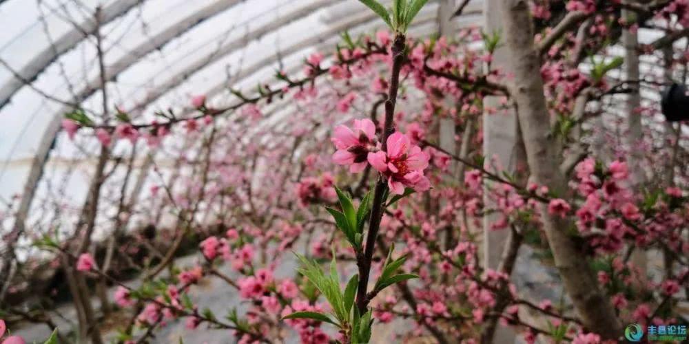 瓜州:溫室大棚桃花俏春意濃濃惹人醉