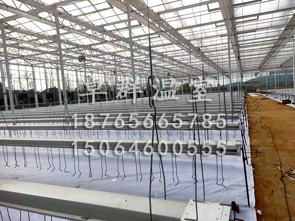 山東棗莊無(wú)土栽培